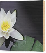 White Water Lily Nymphaea Alba Floating Wood Print