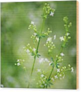 White Wildflowers Bedstraw Wood Print