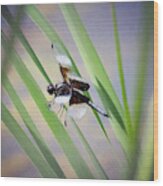 Widow Skimmer Among The Reeds Wood Print