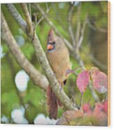 Wild Birds Of Autumn - Female Northern Cardinal Wood Print