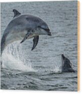 Wild Bottlenose Dolphins At Inverness Moray Firth In Scotland Wood Print