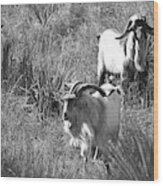 Wild Goats - Lake Mackenzie, Texas Wood Print