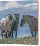 Wild Mustangs Of Montana Wood Print