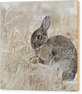 Wild Rabbit Sitting In Snow And Dry Wood Print