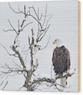 Winter And Bald Eagle Wood Print