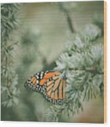 Winter Monarch Wood Print