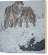 Winter Storm- Coyotes Wood Print