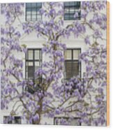 Wisteria In Canning Place Kensington Wood Print