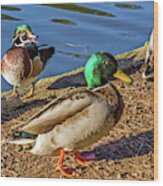 Wood Duck And Mallards Wood Print