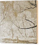 Woodland Path In Early Spring Wood Print