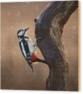 Woodpecker In The Rain Wood Print