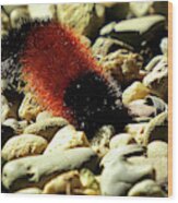 Woolly Bear Caterpillar On The Rocks Wood Print