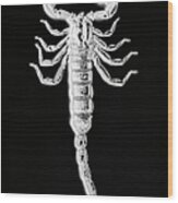 X-ray Of African Sand Scorpion Wood Print