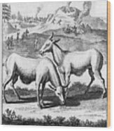 Yehiam Or Musk Deer, C18th Century Wood Print