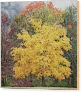Yellow Autumn Wood Print
