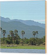 Yellow Billed Storks, Palm Trees And Wood Print