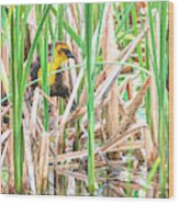 Yellow Headed Blackbird Wood Print