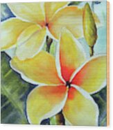 Yellow Plumeria Wood Print