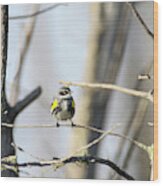 Yellow Rumped Warbler 4 Wood Print