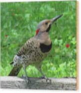 Yellow-shafted Northern Flicker Wood Print