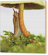 Yellow Slug Mushroom Whimsical Beauty Wood Print
