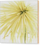 Yellow Spider Mum Wood Print