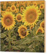 Yellow Sunflowers In Large Field Wood Print