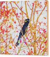 Yellow Tailed Black Cockatoo Wood Print