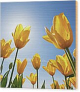 Yellow Tulips Against A Blue Sky At Wood Print
