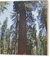 Yosemite National Park Mariposa Grove Giant Ancient Trees View Wood Print