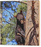 Young Black Bear In Tree 1, Arizona Wood Print