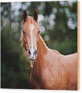 Young Brown Quarter Horse Wood Print