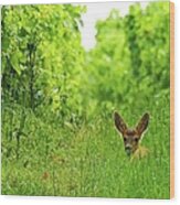 Young Deer In The Vineyard Wood Print