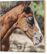 Young Filly Close Up Wood Print