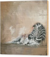Zebra At Rest Wood Print