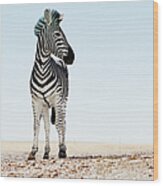 Zebra Equus Burchellii Standing In Open Wood Print