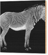 Zebra On Black Background Wood Print