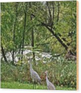 2021 Fall Sandhill Cranes 8 Wood Print