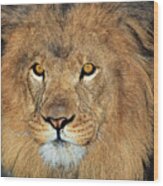 African Lion Portrait Wildlife Rescue #1 Wood Print