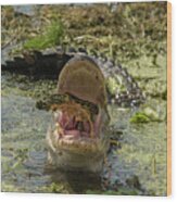 Alligator Eating Turtle #2 Wood Print