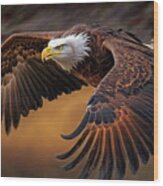 American Bald Eagle In Flight #1 Wood Print