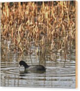 American Coot #1 Wood Print