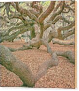Angel Oak #1 Wood Print