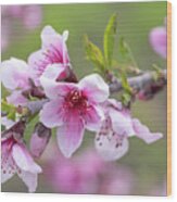 Apple Blossoms #1 Wood Print