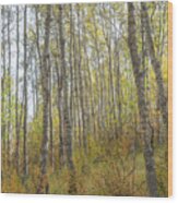 Autumn Woods #1 Wood Print