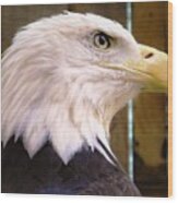 - Bald Eagle #1 Wood Print