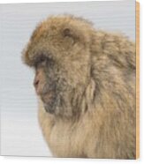 Barbary Macaque #1 Wood Print