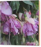 Blooming Fuchsia #1 Wood Print