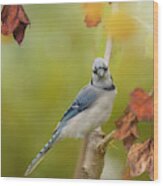 Blue Jay #1 Wood Print