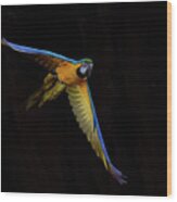Blue Yellow Macaw #1 Wood Print